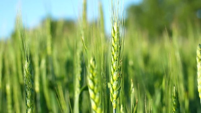 Close-up of a green spike swaying in a field in the wind on a sunny day
