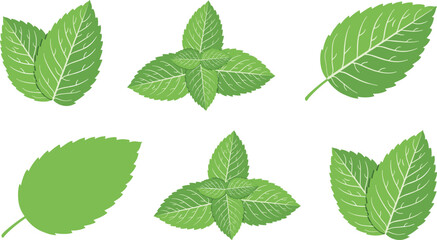 Fresh green mint leaves vector illustration set featuring detailed veins and botanical design © Mominul