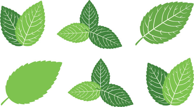 Collection of vibrant herbal mint leaves isolated with natural textures and decorative foliage
