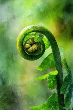 Watercolor koru fern unfurling in soft greens, close-up illustration with tranquil forest mood