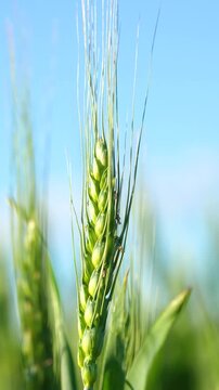 Close-up of a green spike swaying in a field in the wind on a sunny day