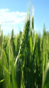 Close-up of a green spike swaying in a field in the wind on a sunny day