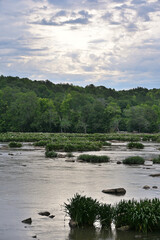 Obraz premium Scenic Morning View of Rocky Shoals Spider Lily Fields on the Catawba River