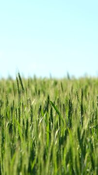 A green wheat field on a sunny day with a blue sky