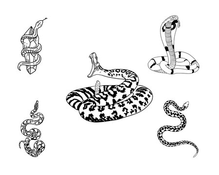 Snake and Cobra Vector Illustration Collection, Black and White Serpent Python Tattoo Design Elements, Wild Reptile Viper Attack Pose Silhouette, Traditional Graphic Line Art Clip Art Bundle