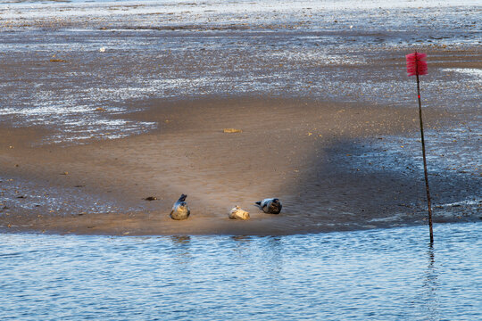 Three seals resting in the sun on tidal flat or sandbank during low tide on the island of Fano in Denmark during last hours of sunlight