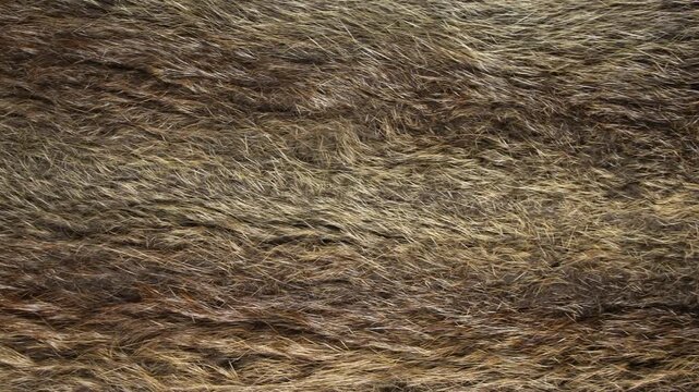 Macro background texture of brown and gold wild animal pelt with shifting light