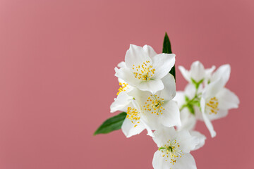 Obraz premium spring jasmine flowers arranged on pastel pink background