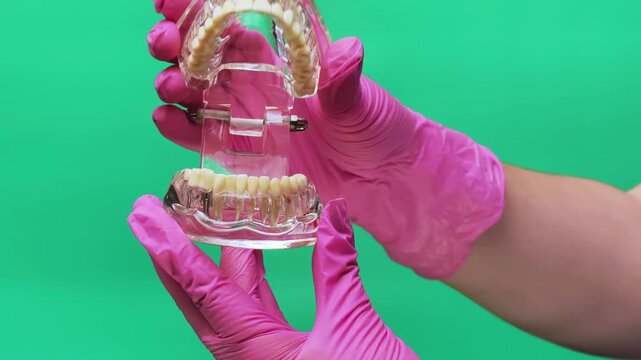 Dentist Demonstrating Bite Alignment with Transparent Jaw Model