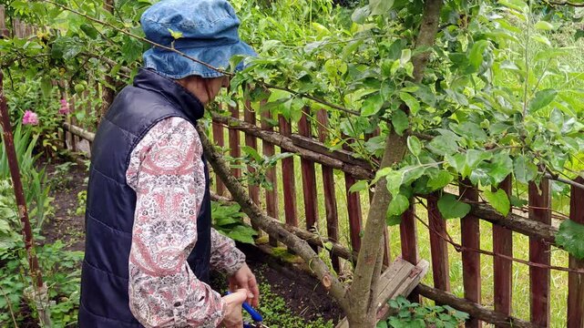Senior woman pruning fruit tree branches with shears in garden