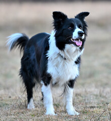 Pies rasy Border Collie