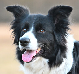 Portret psa rasy Border Collie  © Hanna