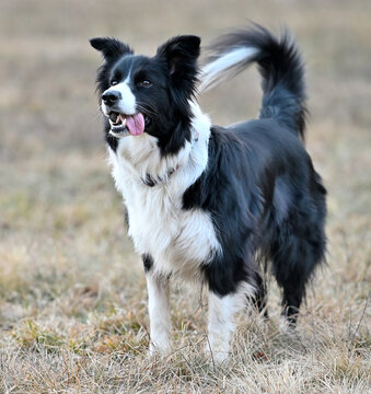 Pies rasy Border Collie