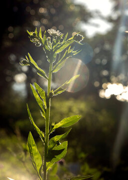 Wild flower plant stem illuminated by bright backlighting and sunbeams with lens flare
