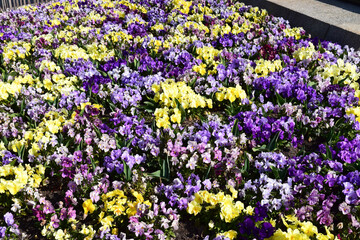 Fototapeta premium Yellow and purple pansies growing in garden bed