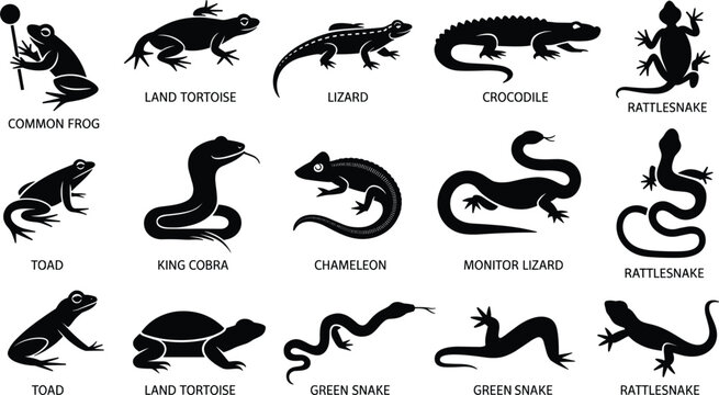 Collection of 15 black silhouette icons of reptiles and amphibians including frog toad lizard crocodile snake and tortoise with labels