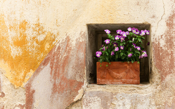 Terracotta flower pot with violet pansies in old wall niche representing urban nature design.