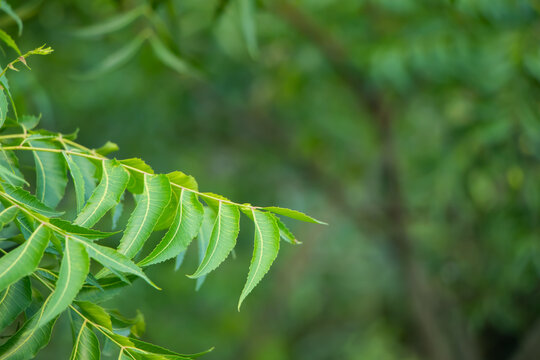 Healthcare concept. Azadirachta indica - A branch of neem tree leaves. Natural Medicine.