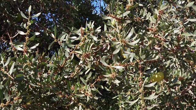 Branch of an argan tree with ripening fruits swaying gently under bright sunlight  in Morocco. Natural agricultural scene featuring organic argan nuts growing on traditional Moroccan argania tree. 