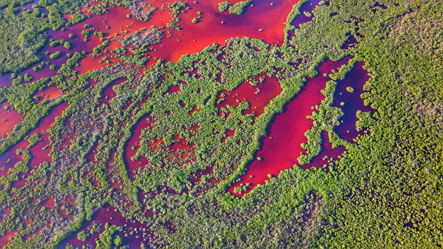 Aerial view of vibrant red lagoons and dense green mangroves creating intricate natural patterns in Xcalak, Quintana Roo, Mexico.