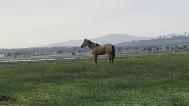 Caballo pastoreando en c&eacute;sped verde en amanecer con tonos calidos