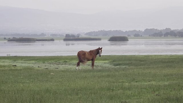 Caballo en el cesped con laguna de fondo en ambiente natural, libre pastoreando