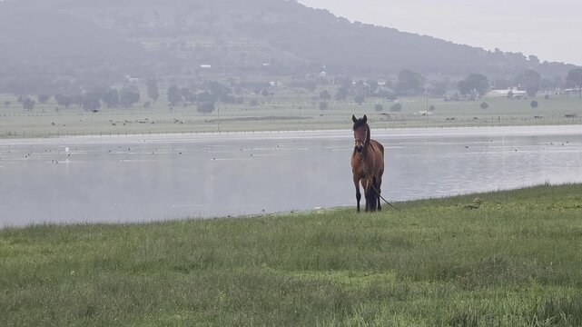 Caballo en laguna, naturaleza al aire libre