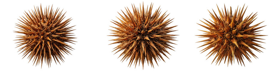 Naklejka premium Set of three spiky sea urchin shells with creature, underwater, wildlife isolated on transparent background
