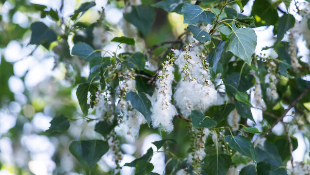 Cottonwood fluff on green poplar tree branches against a clear blue summer sky