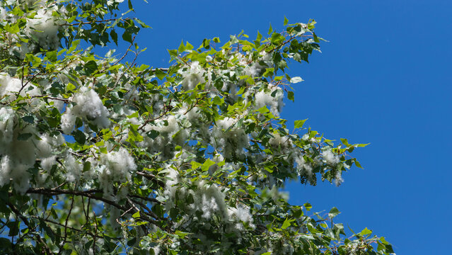 Cottonwood fluff on green poplar tree branches against a clear blue summer sky