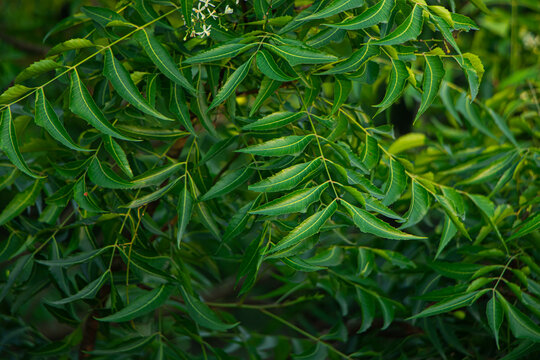 Neem or medicine leaf closeup. Azadirachta indica - A branch of neem tree leaves. Natural Medicine.