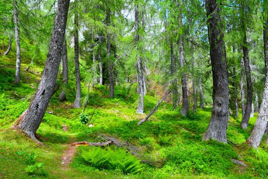 Larch (Larix decidua) deciduous, conifer forest in summer