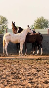 Young  foals and mares standing in a rural stable yard
