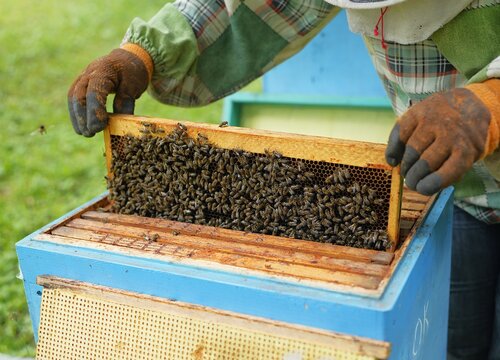 Close-Up of Healthy Bees Covering Honeycomb Frame Held by Beekeeper During Hive Inspection in Summer Apiary for Honey Production