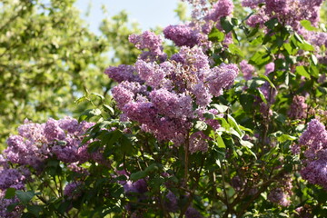 Obraz premium Horizontal photo of blooming lilac flowers on a branch with green leaves in a garden, in natural daylight.
