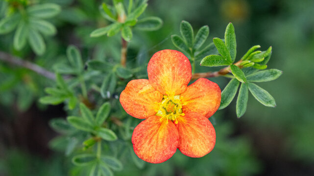 Orange Shrubby Cinquefoil Flower with Copy Space