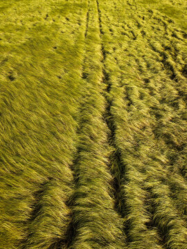 Aerial View of Flattened Grain Field with Wind-Swept Crop Patterns