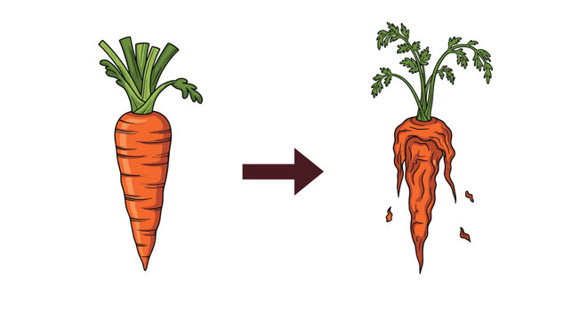 Illustration showing the transformation of a fresh bright orange carrot into a dry withered and decaying version.