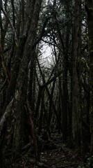 Fototapeta premium Entangled tree trunks in a dark, mysterious forest setting.