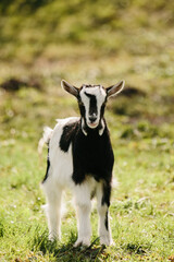 Fototapeta premium Goat kid standing outdoors on green farm pasture