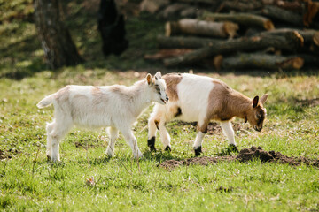 Fototapeta premium Two young goats grazing on green grass