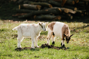 Fototapeta premium Two young goats grazing green grass on rural farm