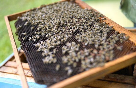 Close-Up of Healthy Bees Covering Honeycomb Frame Held by Beekeeper During Hive Inspection in Summer Apiary for Honey Production