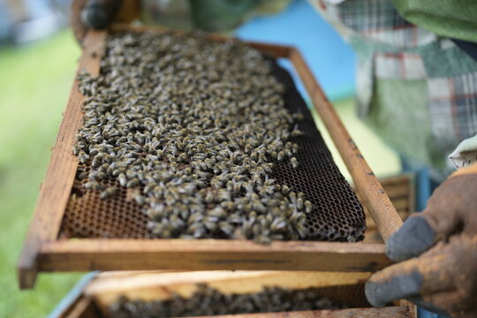 Close-Up of Healthy Bees Covering Honeycomb Frame Held by Beekeeper During Hive Inspection in Summer Apiary for Honey Production