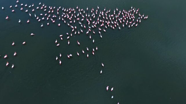 Flamingos in a dark green salt lake. Arrow shaped formation of pink and white birds on deep teal water surface.