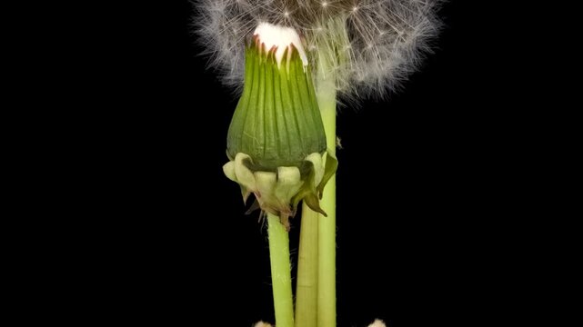 Time lapse of dandelion opening against a black background.