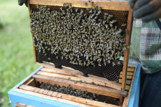 Close-Up of Healthy Bees Covering Honeycomb Frame Held by Beekeeper During Hive Inspection in Summer Apiary for Honey Production