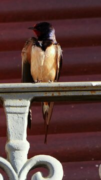 Golondrina com&uacute;n acical&aacute;ndose en una barandilla