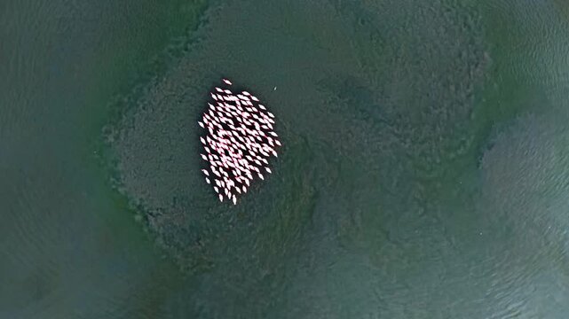 Overhead view of flamingo cluster in green lagoon water. Top down drone perspective of tightly grouped birds on dark emerald surface.
