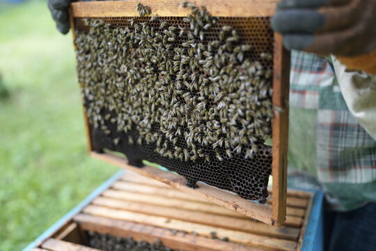 Close-Up of Healthy Bees Covering Honeycomb Frame Held by Beekeeper During Hive Inspection in Summer Apiary for Honey Production